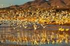 USA-New Mexico-Bosque Del Apache National Wildlife Refuge Snow geese taking flight from water Art Print
